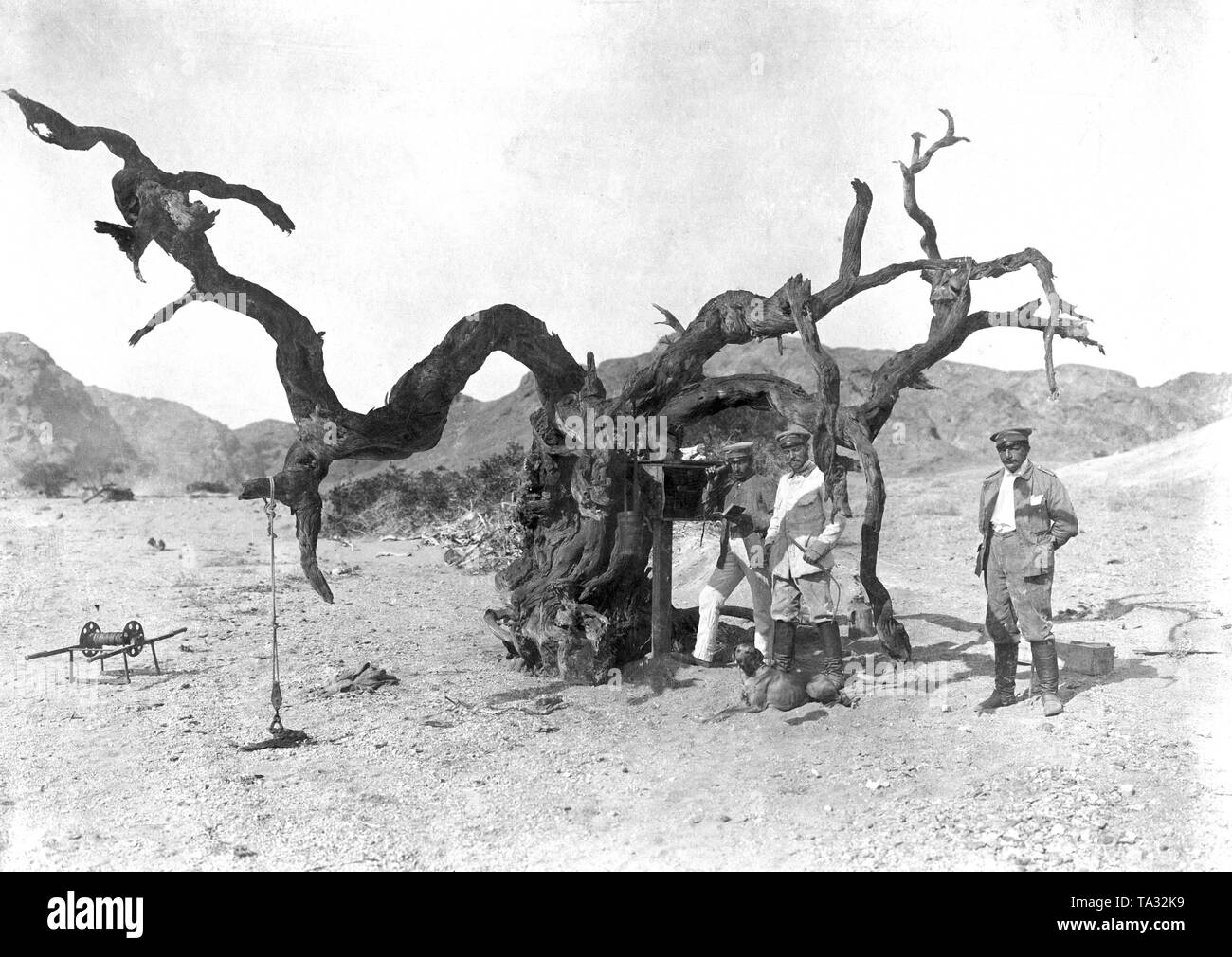 German South West Africa. Members of the Schutztruppe use a field telephone attached to a tree in the Khan district. Railway construction was carried out in this region. Stock Photo