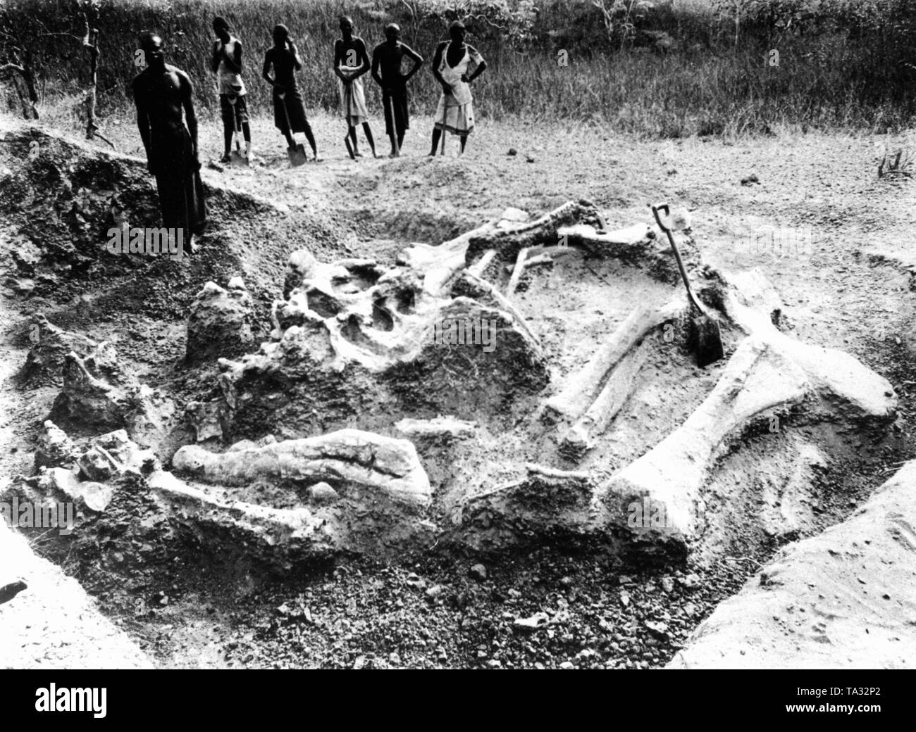 This photograph shows workers in former German East Africa, Tanzania (excluding Zanzibar), Burundi, Rwanda and Mozambique, who found dinosaur bones. Stock Photo