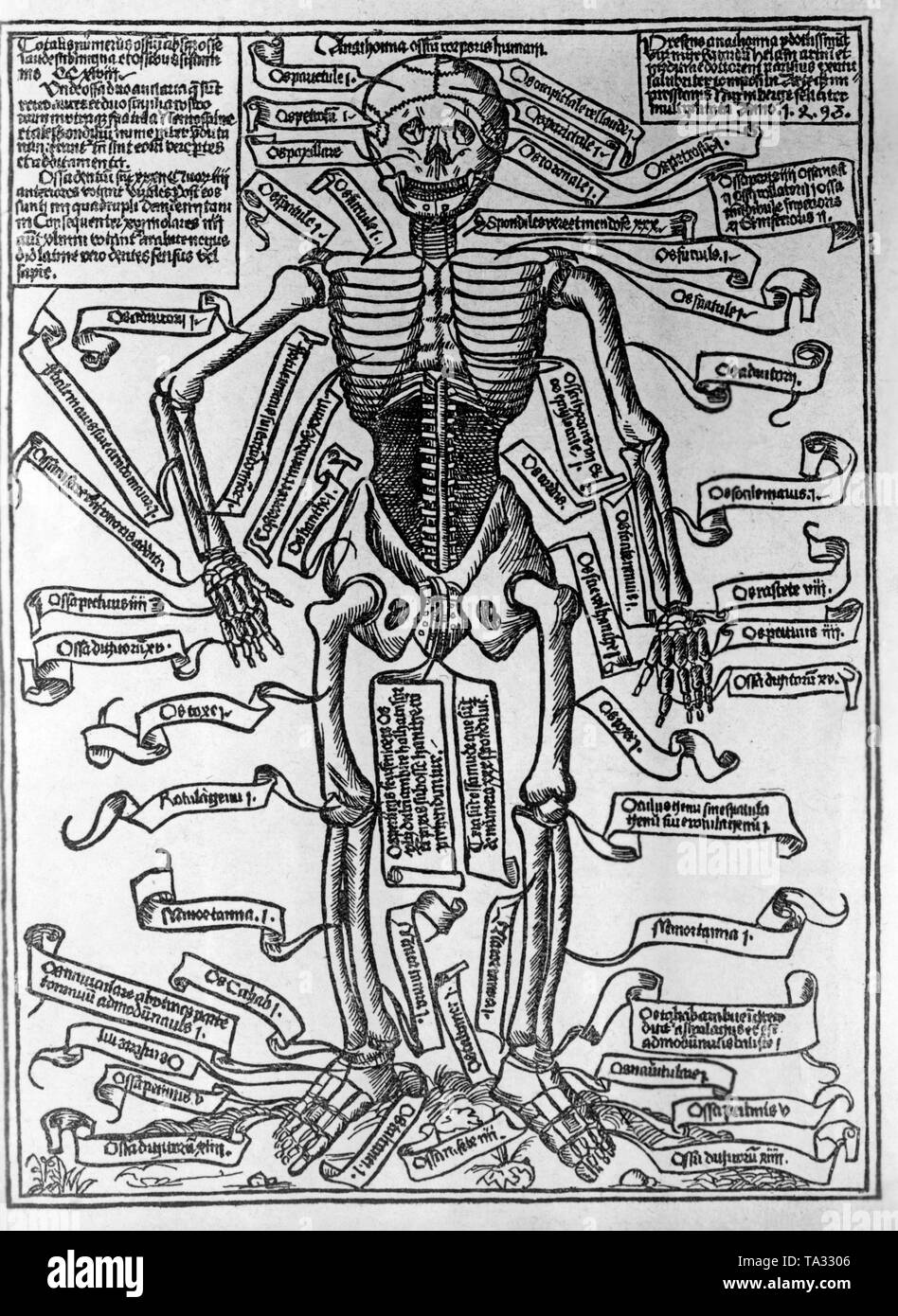 Male anatomy Black and White Stock Photos & Images - Alamy