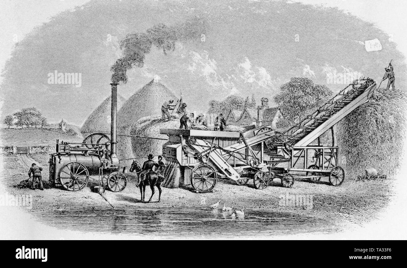 A steam engine operates a conveyor belt and a threshing machine. Stock Photo