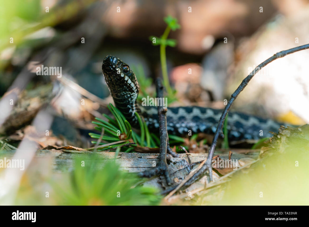 European viper snake hi-res stock photography and images - Alamy