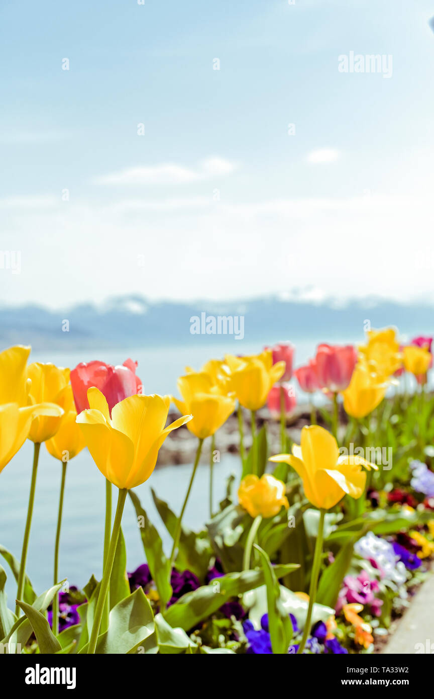 Tulips in a flower bed on the waterfront in Lausanne. Blue sky and