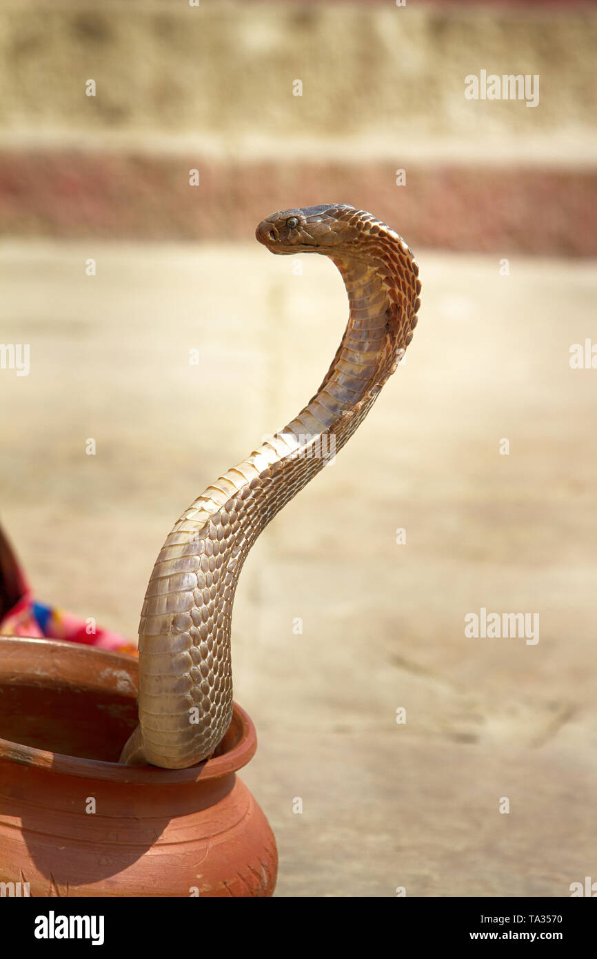 Last Snake Charmer (bede, geek) from Benares with Hamandryad (Indian Cobra, Naja naja). Profession becomes extremely rare because of state ban, disapp Stock Photo