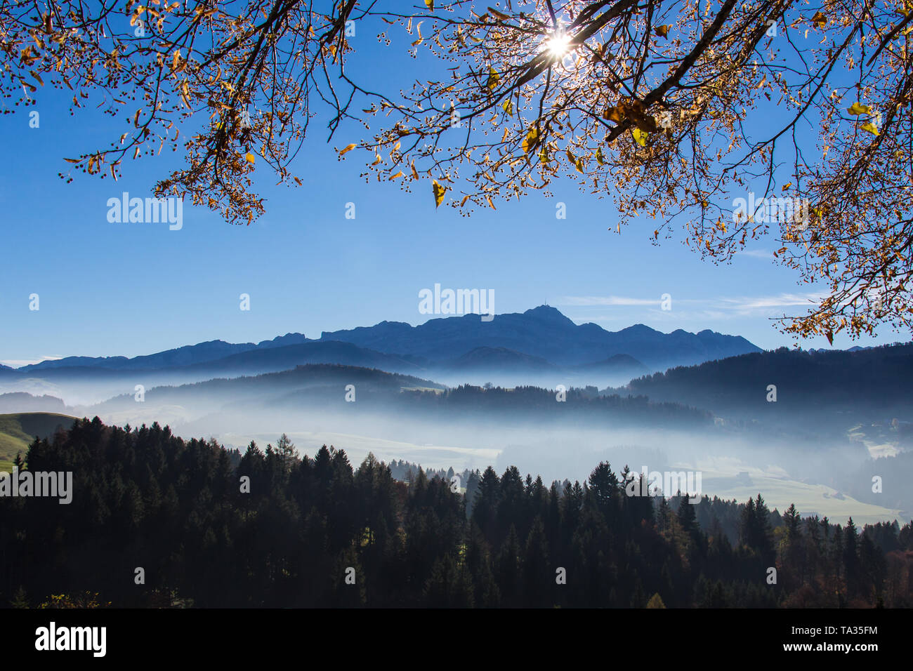 Autumn sun shining through branches in front of mount saentis Stock Photo