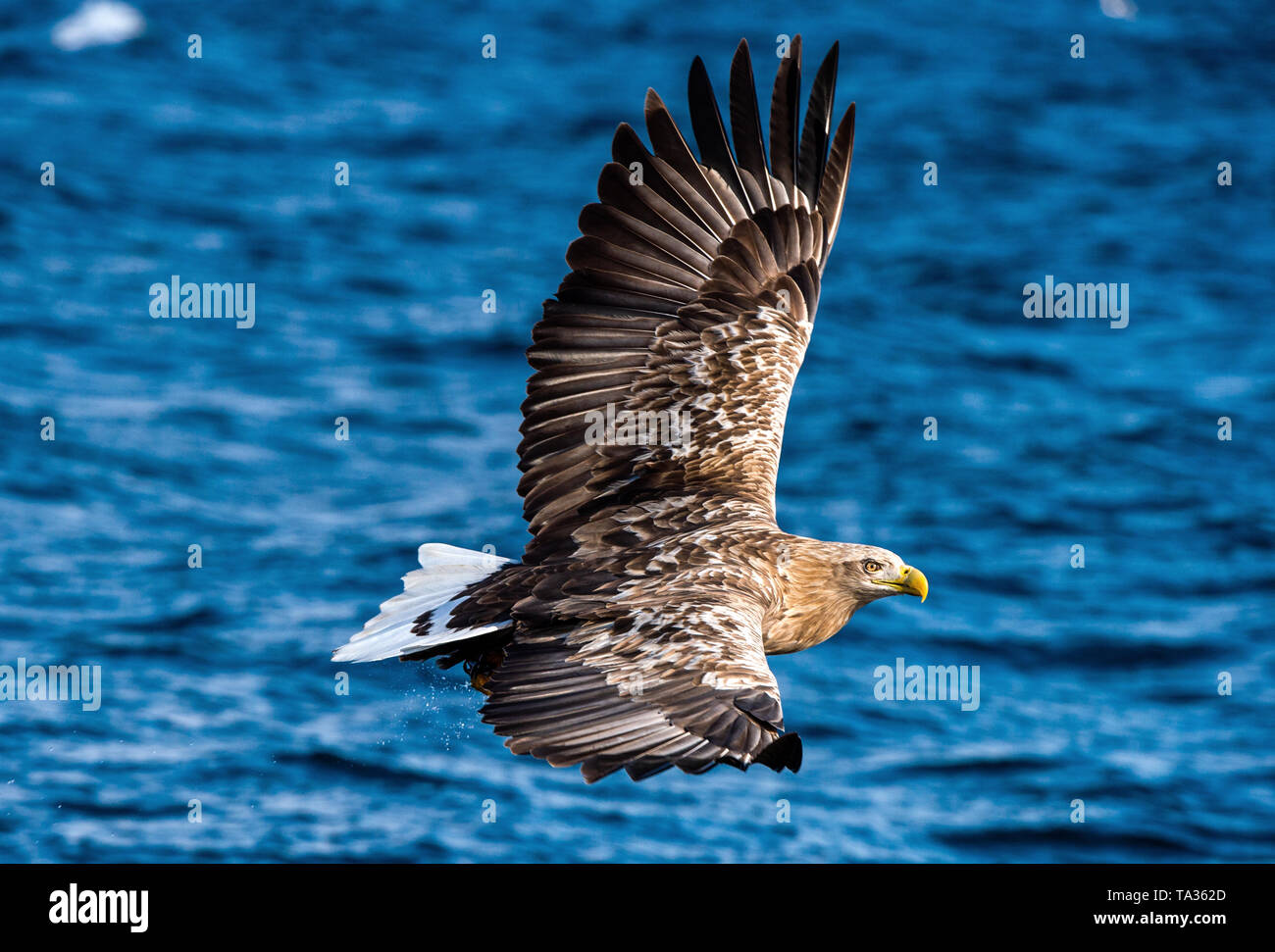 White-tailed eagle in flight. Blue Ocean Background. Scientific name: Haliaeetus albicilla, also known as the ern, erne, gray eagle, Eurasian sea eagl Stock Photo