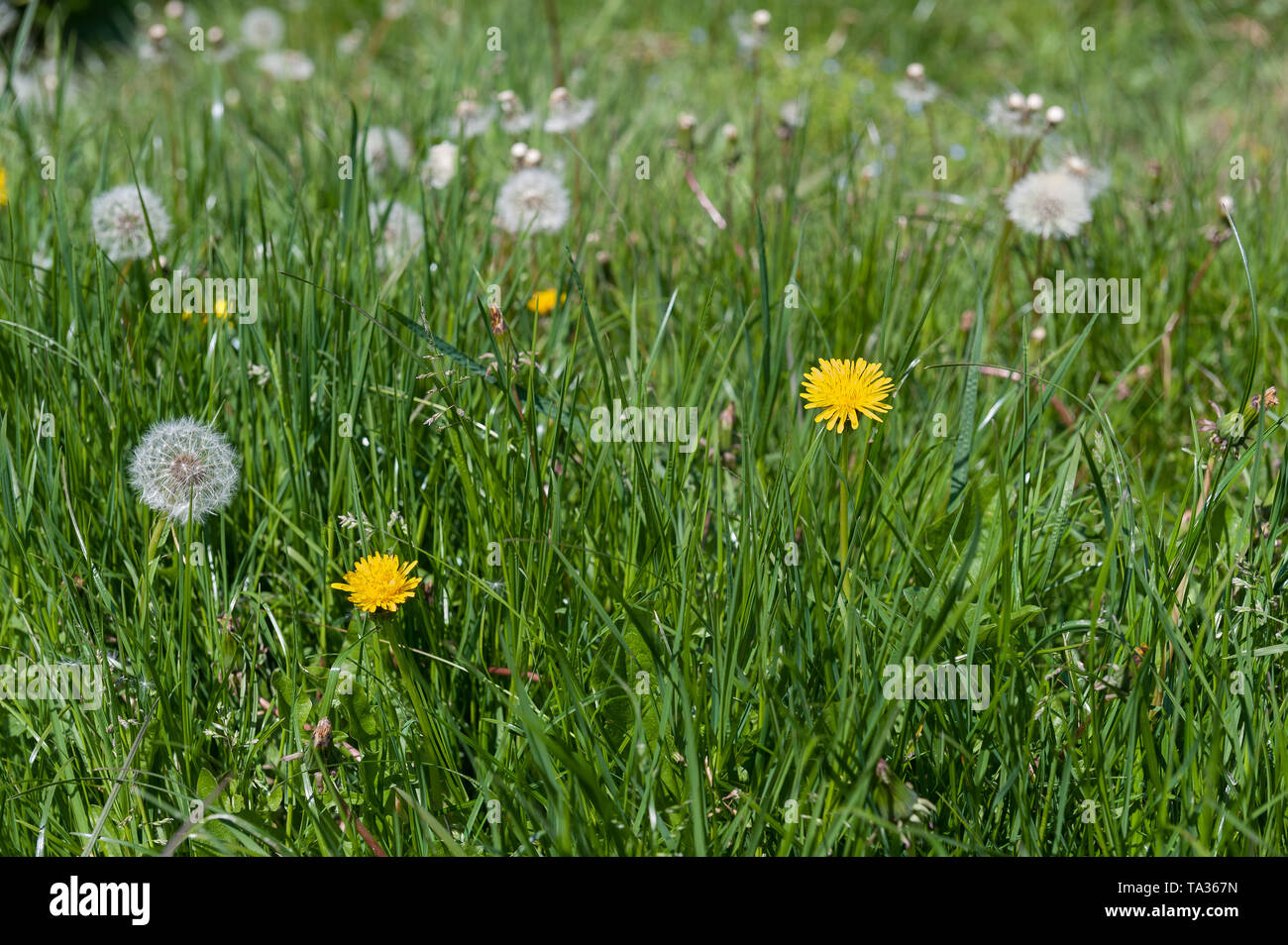 The bright yellow flowers and ‘clock’ seedheads of dandelion, Taraxacum officinalis, grow quickly in a lawn in need of cutting Stock Photo