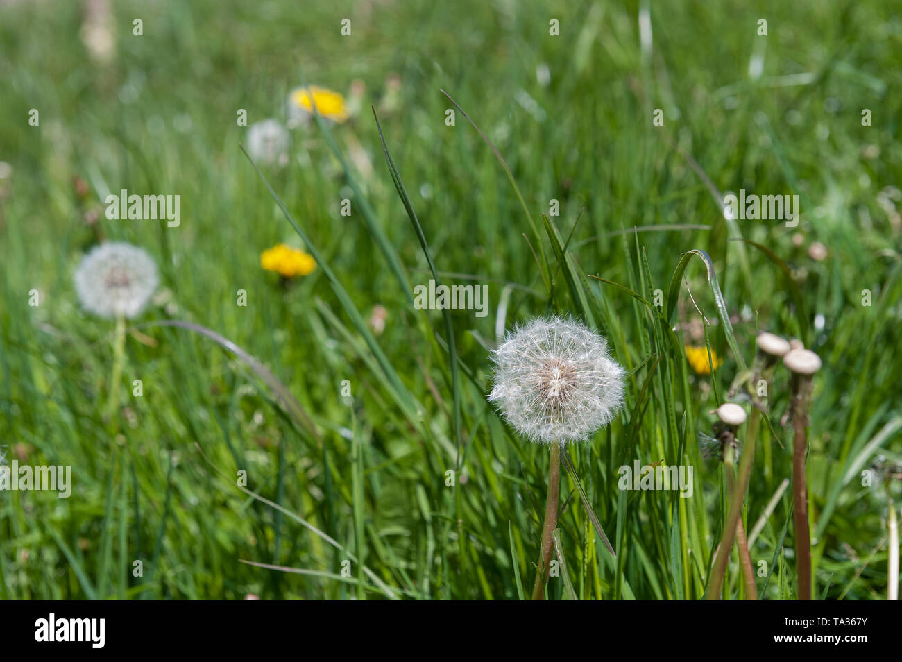 The bright yellow flowers and ‘clock’ seedheads of dandelion, Taraxacum officinalis, grow quickly in a lawn in need of cutting Stock Photo