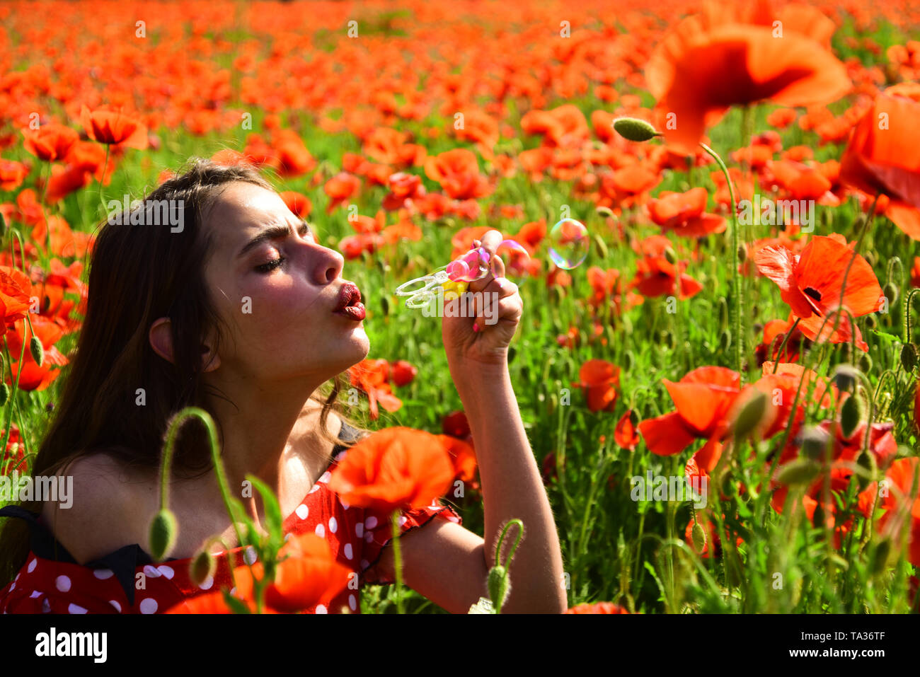 Poppy, Remembrance day, Anzac Day. Stock Photo