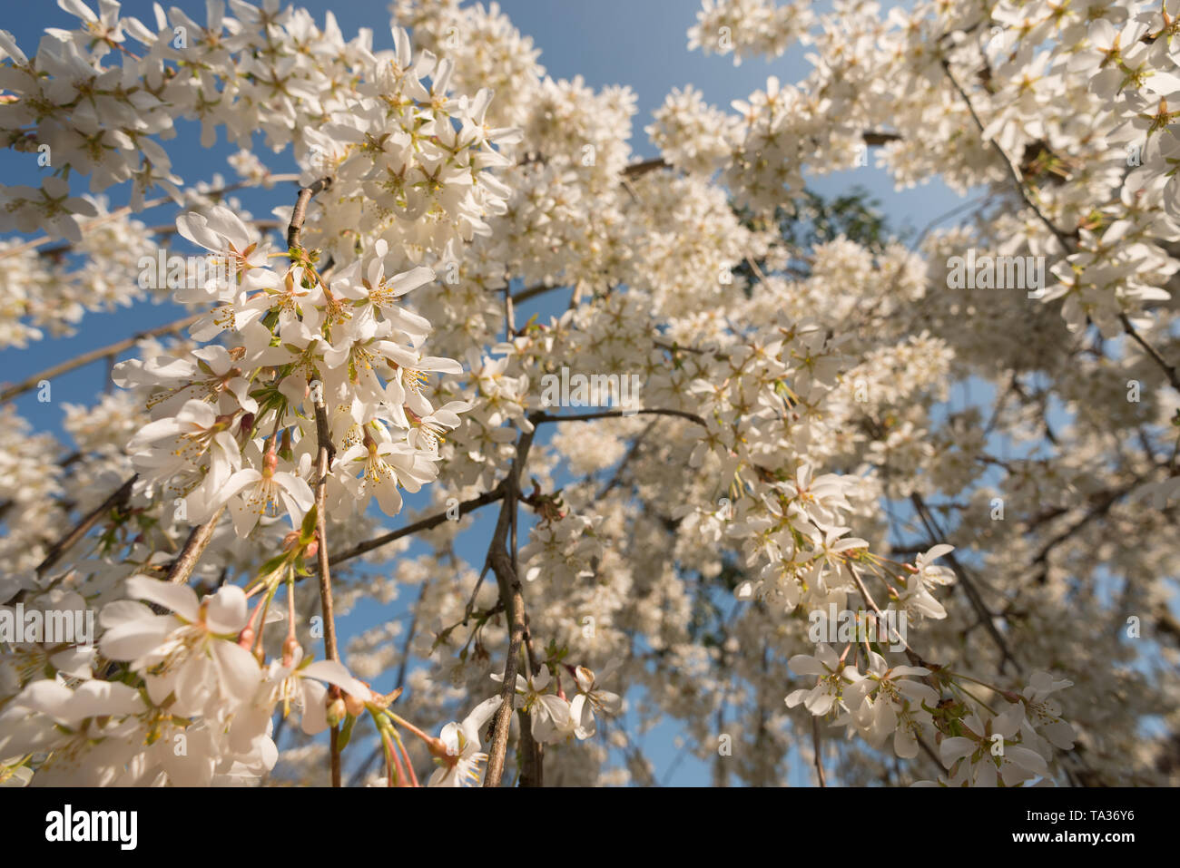 Pendant flowering cherry blossom at peak of its cycle hangs on airy branches with cascading flowers in pink or white Prunus tree Stock Photo