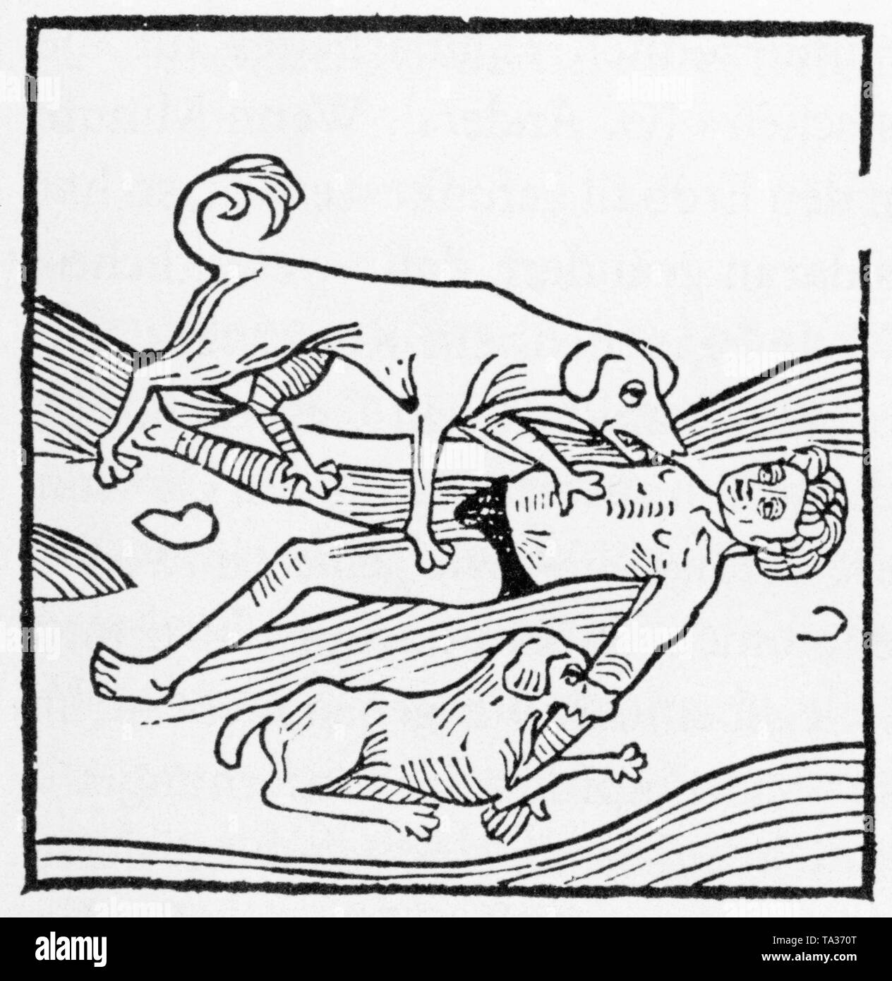 A traveler was robbed and killed. His body is eaten by wild dogs. The illustration is by Johannes de Montevilla and was printed by Bernhard Richel in Basel. Stock Photo