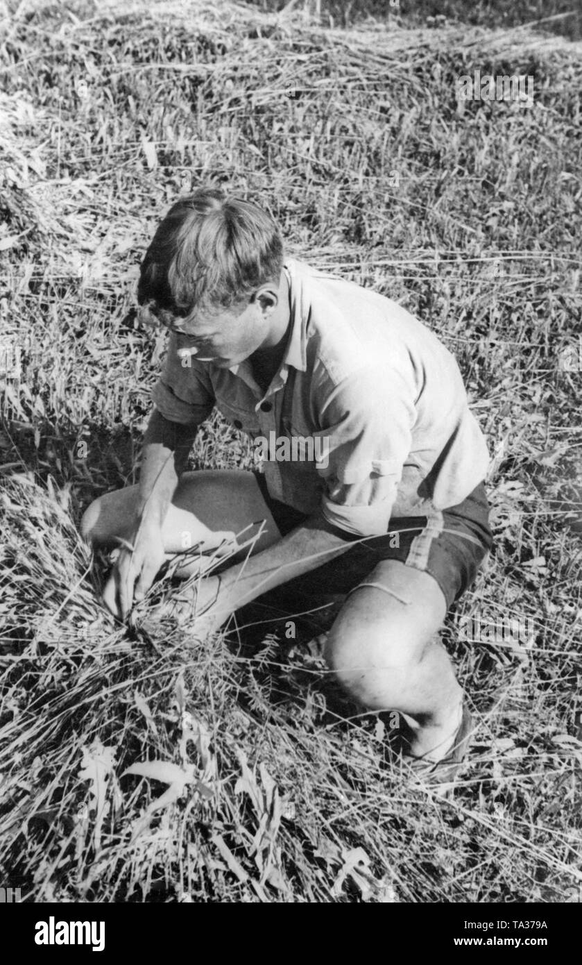 A young man bundles grain on a field as part of the Landdienst (Agricultural Service) of the Deutsche Freischar. Stock Photo