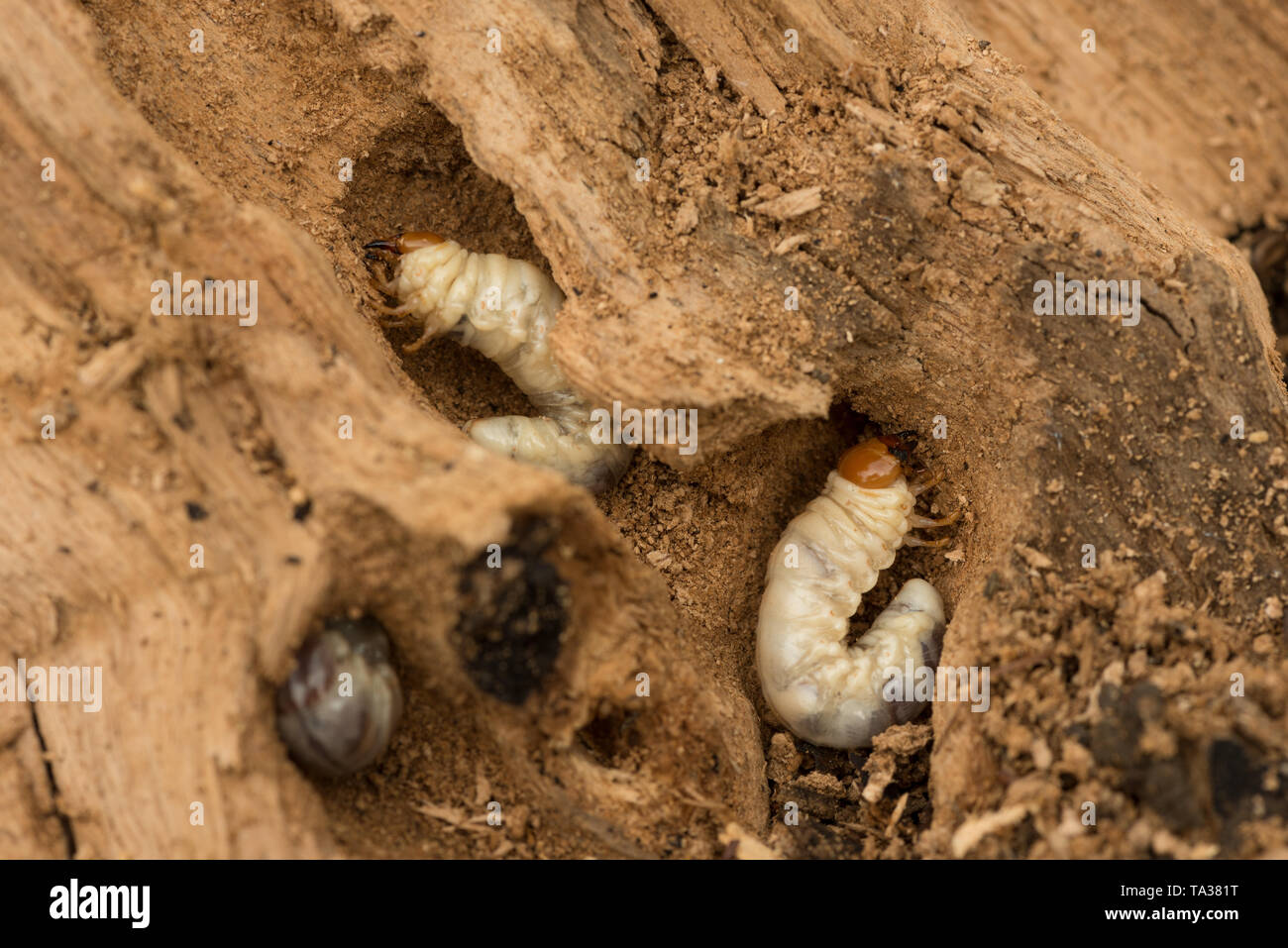 Stag beetle, Lucanus cervus, larvae burrowing in dead ash tree making network of tunnels and C-shaped chambers, possible mature instar Stock Photo
