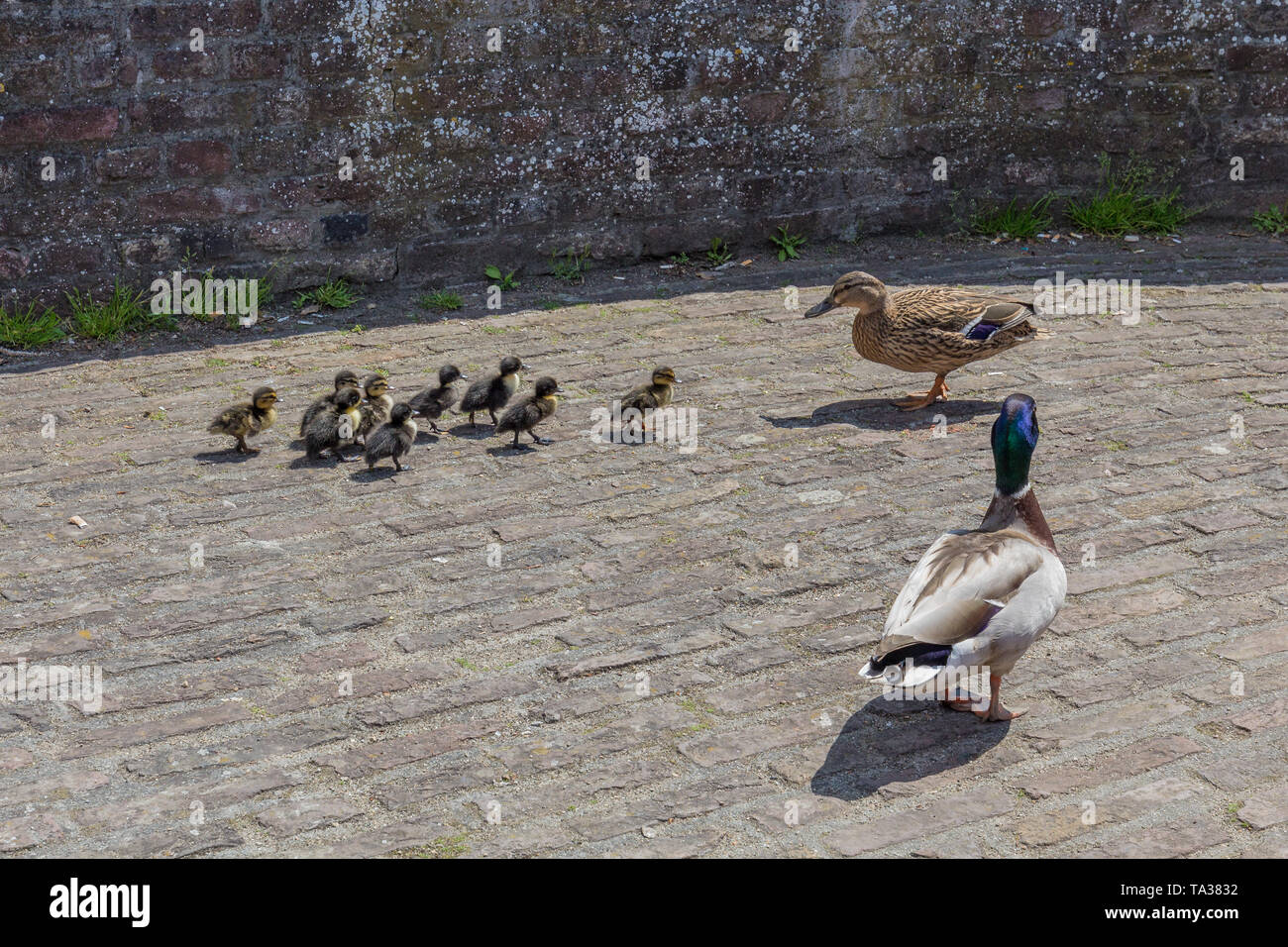 Ducks parenting over their baby ducks on a fortified city wall in Maastricht at the end of spring and the start of summer Stock Photo