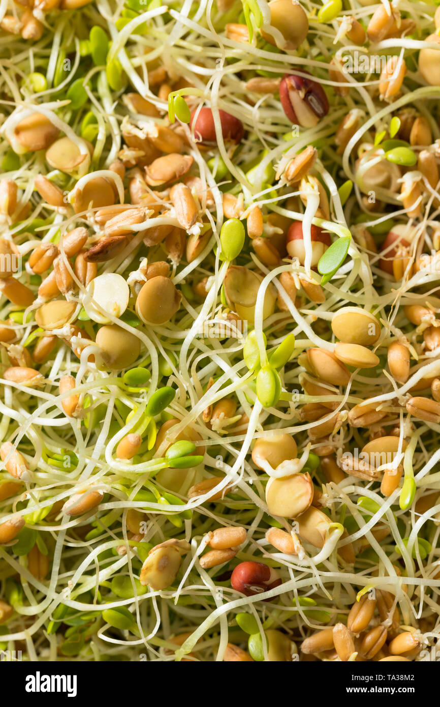 Raw Organic Bean Sprout Salad with Lentils Stock Photo Alamy
