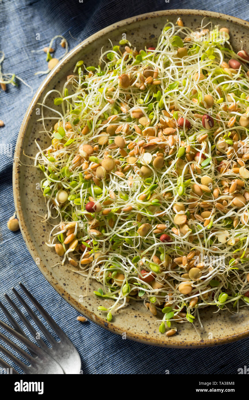 Raw Organic Bean Sprout Salad with Lentils Stock Photo