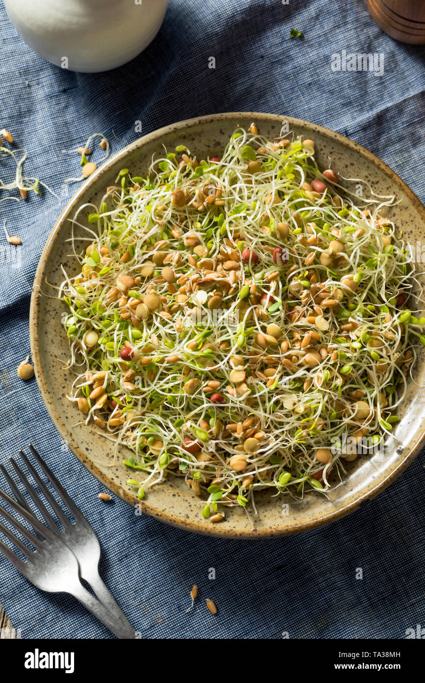 Raw Organic Bean Sprout Salad with Lentils Stock Photo