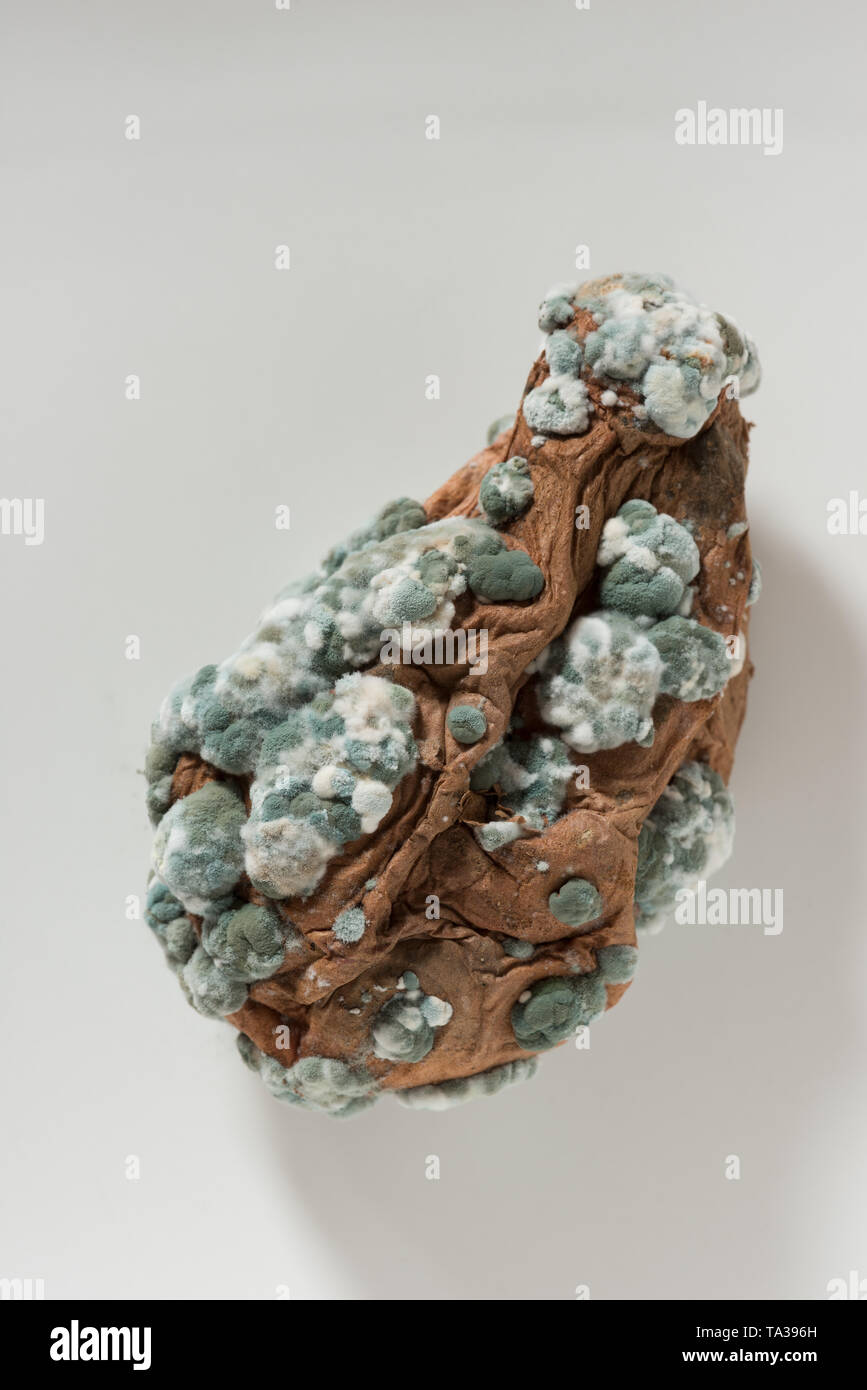 Diseased sweet potato tuber covered in pin mould fungal colonies, most likely Geotrichum candidum and penecilum, Penicillium camemberti, roqueforti Stock Photo
