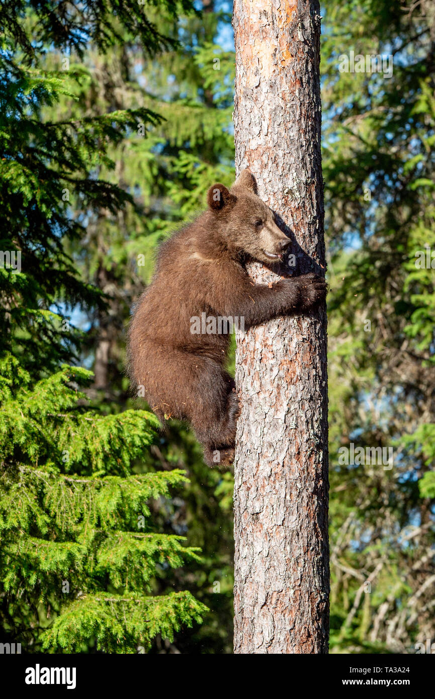 Brown bear cub climbs a pine tree. Natural habitat. Summer forest ...