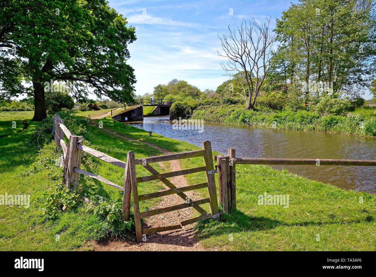 The River Wey Navigation approach to Papercourt lock Ripley Surrey on a summers day, England UK Stock Photo