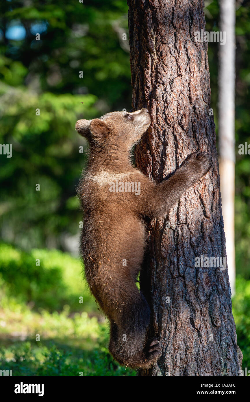 Brown bear cub climbs a pine tree. Natural habitat. Summer forest ...