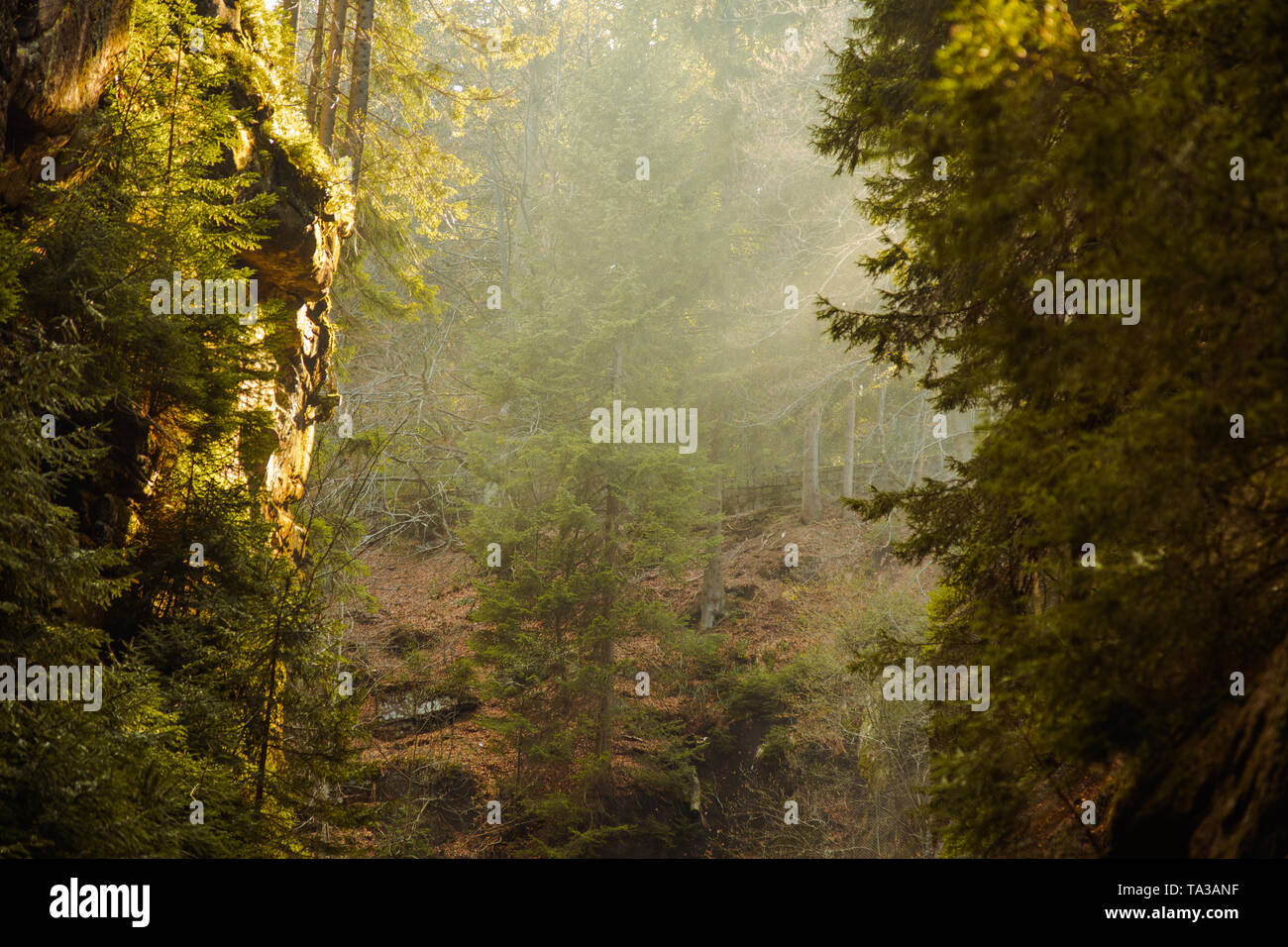 Misty forest and sun rays in mountain canyon Stock Photo Alamy
