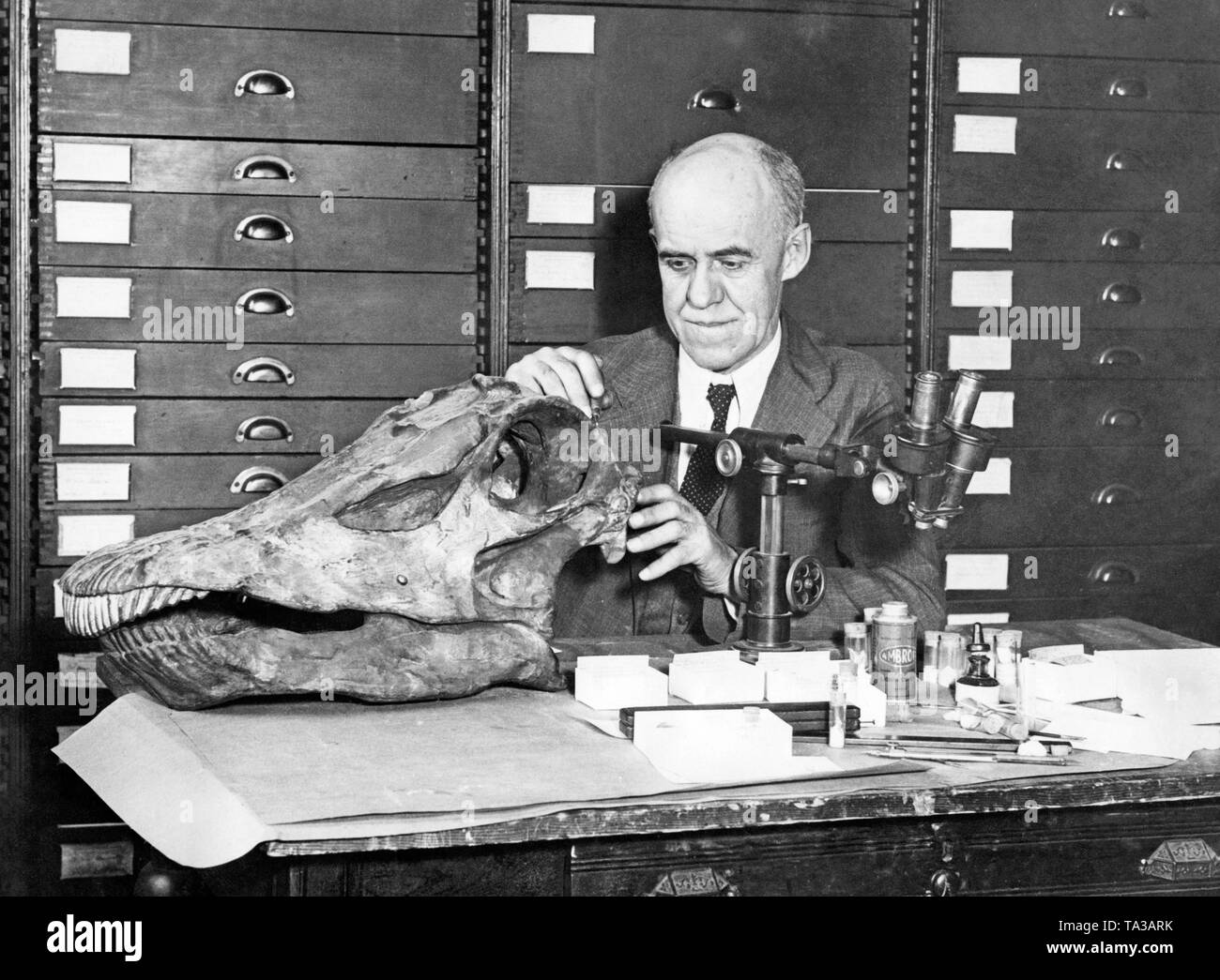Dr. Charles Gilmore, curator of the Department of Vertebrate Paleontology of the National Museum, prepares the head of a dinosaur. The bones of the dinosaurs were found in Utah in 1923. At this time, this skeletal find was unique, as it was the skeleton of one of the largest species of dinosaurs. Stock Photo