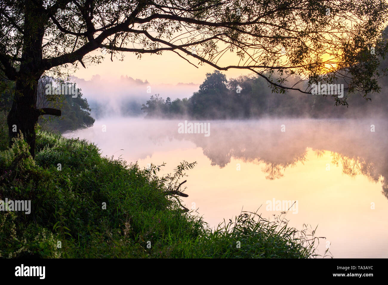 Morning Mist, foggy, grass, bonito, fog, leaves, splendor, green, early  morning, HD wallpaper | Peakpx