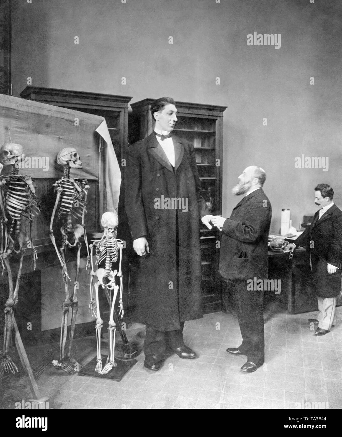The giant Russian Feodor Machnow is examined by two men next to three skeletons. Stock Photo