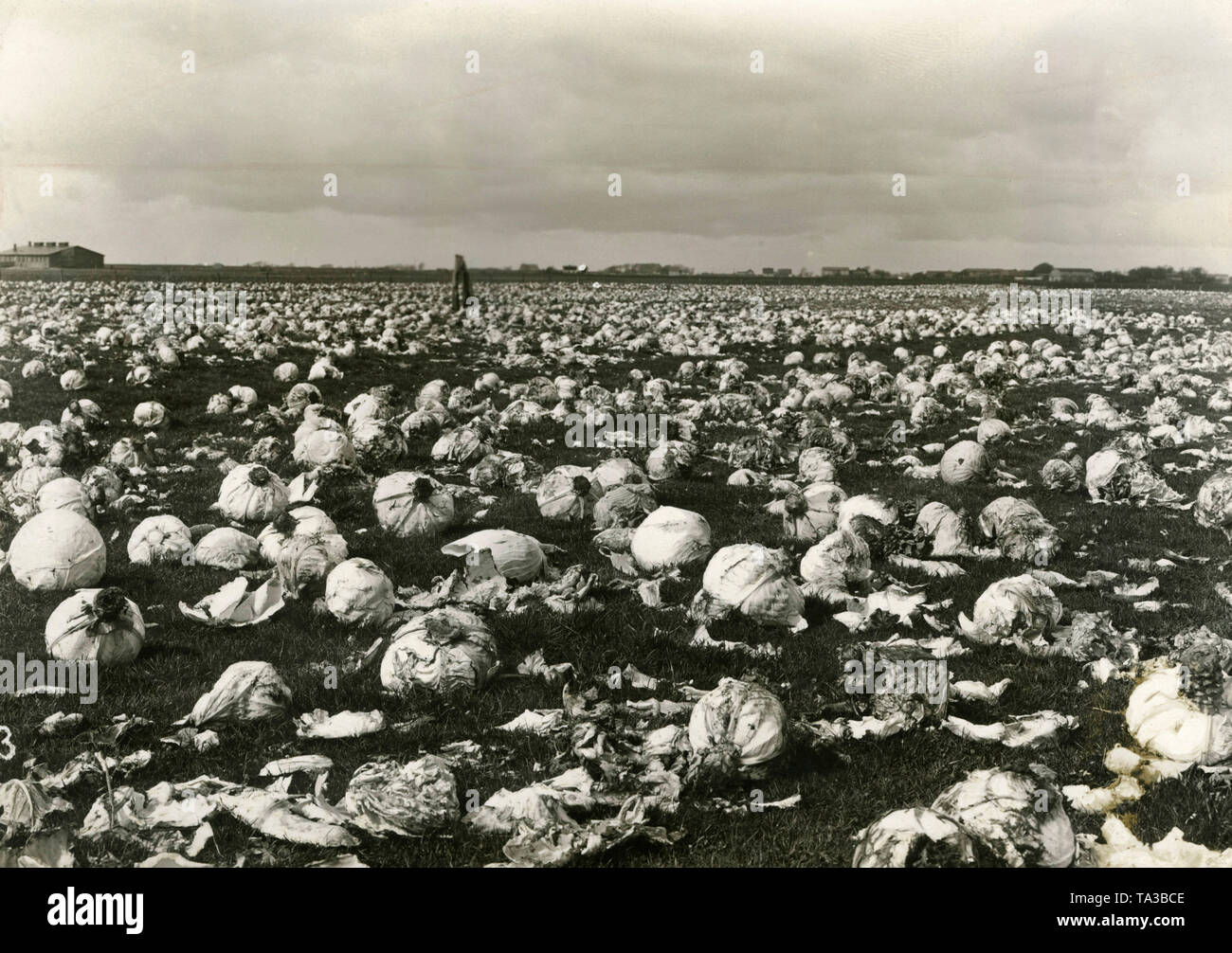 Decaying white cabbage as a fertilizer. The production costs were no longer covered by the sales prices. In contrast, the townspeople were starving. Stock Photo