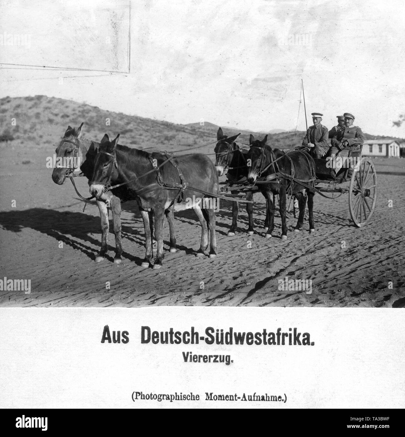 German South West Africa. A team consisting of four mules pulls a wagon with three soldiers of the Schutztruppe (undated shot). Stock Photo