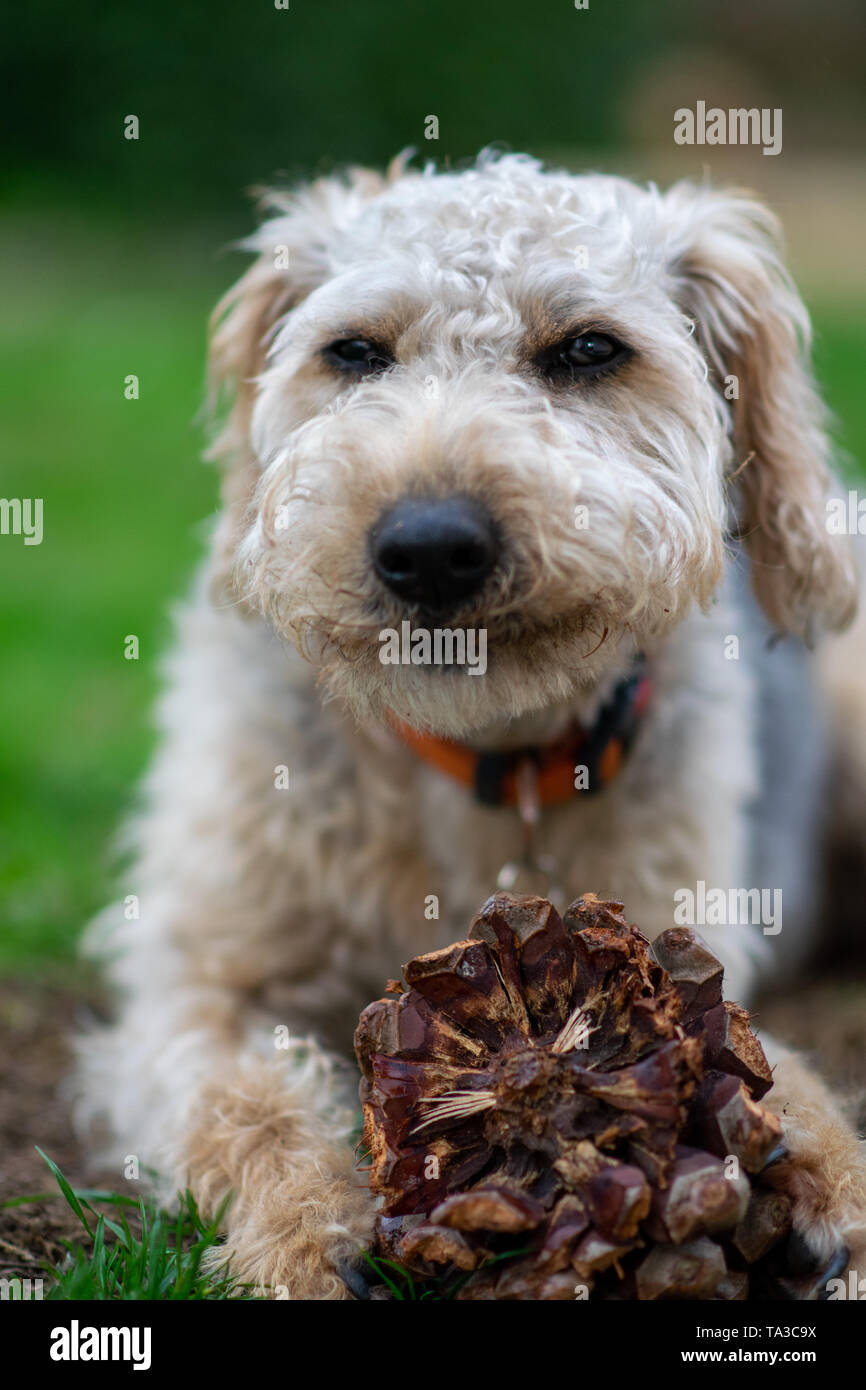 Patterdale Terrier Pup Puppy Stock Photos Patterdale Terrier Pup