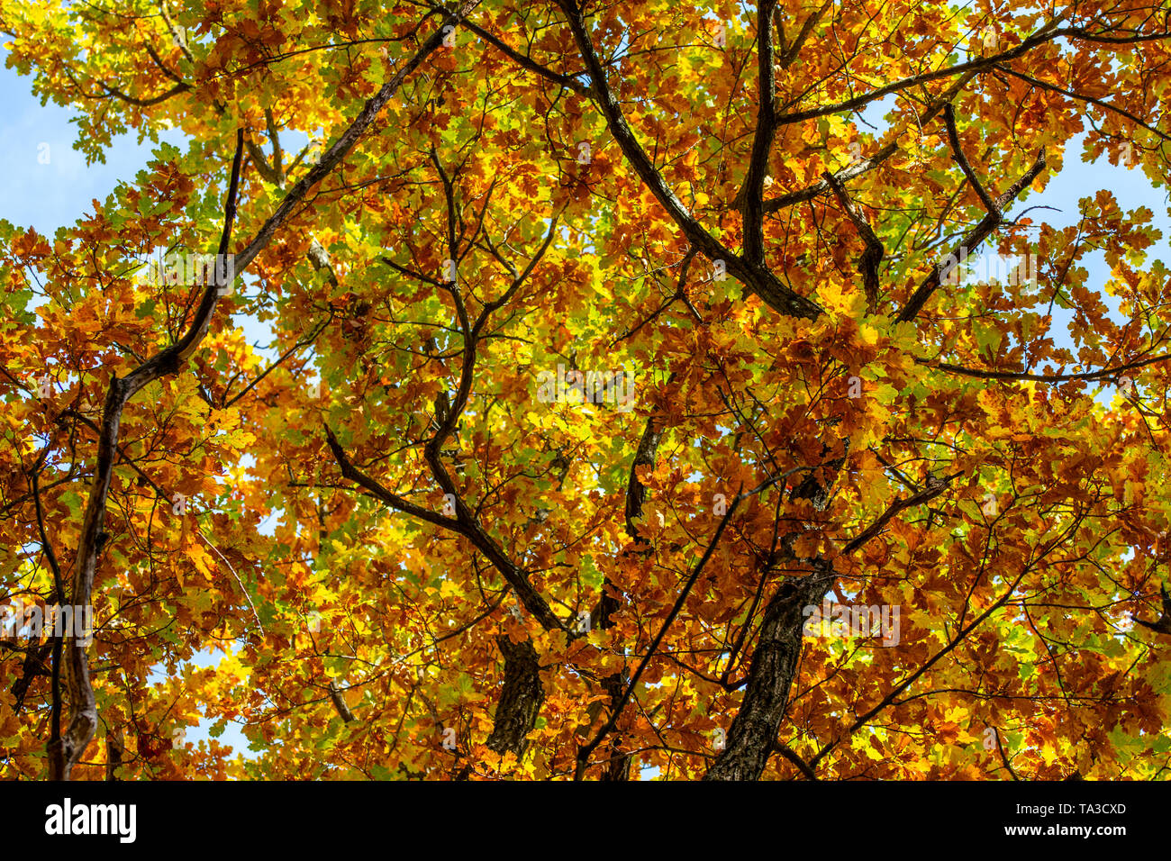 An upward shot of an oak tree with various fall colored leaves and some branches. Stock Photo