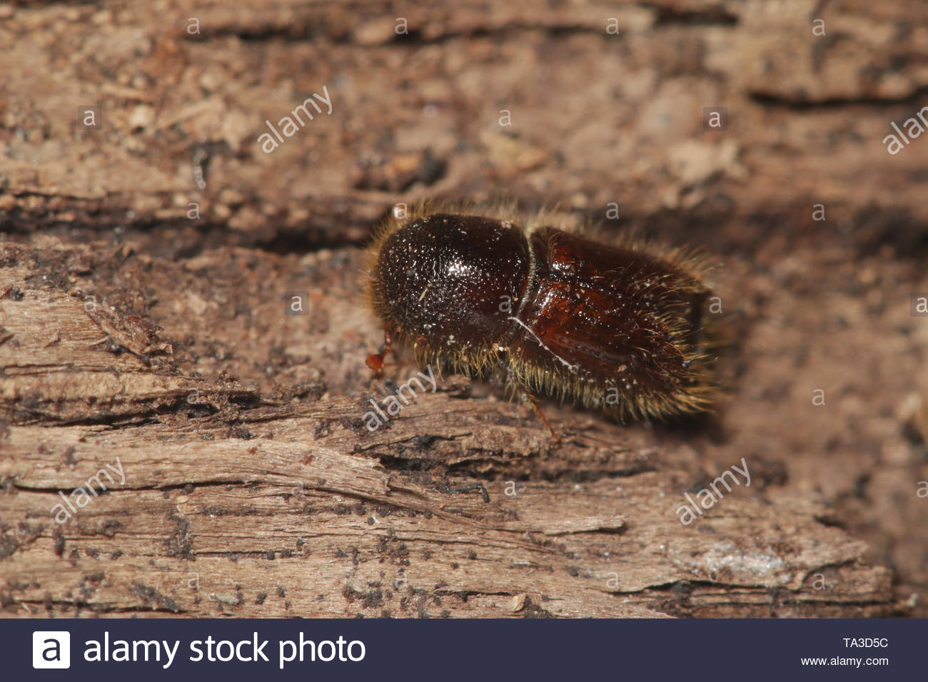 Spruce Bark Beetle High Resolution Stock Photography and Images - Alamy
