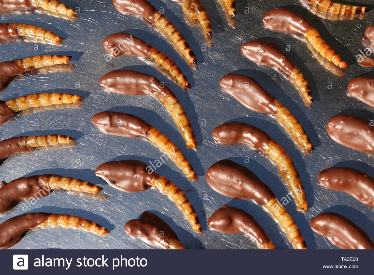Mealworm Larvae Stock Photos & Mealworm Larvae Stock Images Alamy