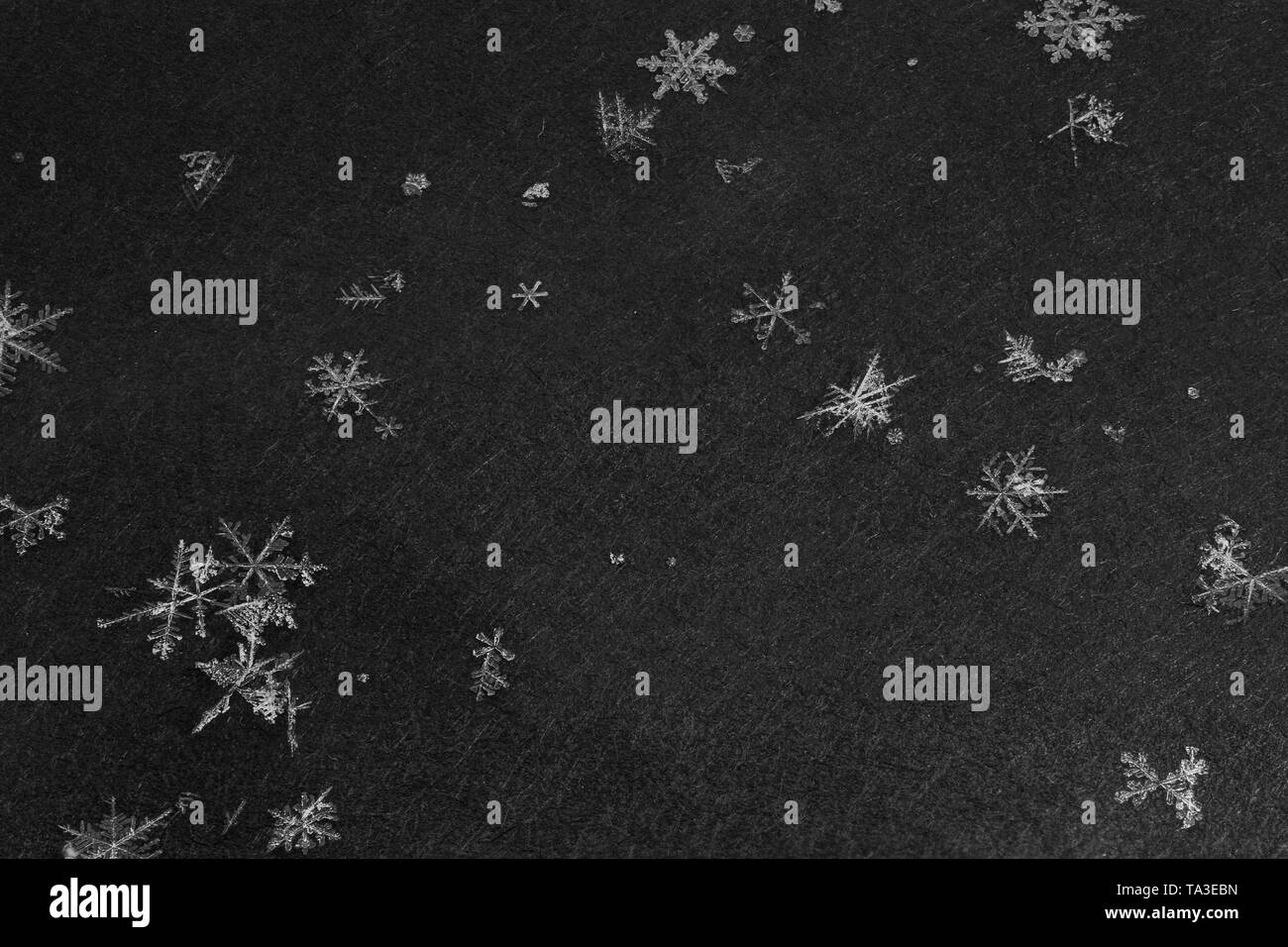 snowflakes with high magnification on dark gray background Stock Photo