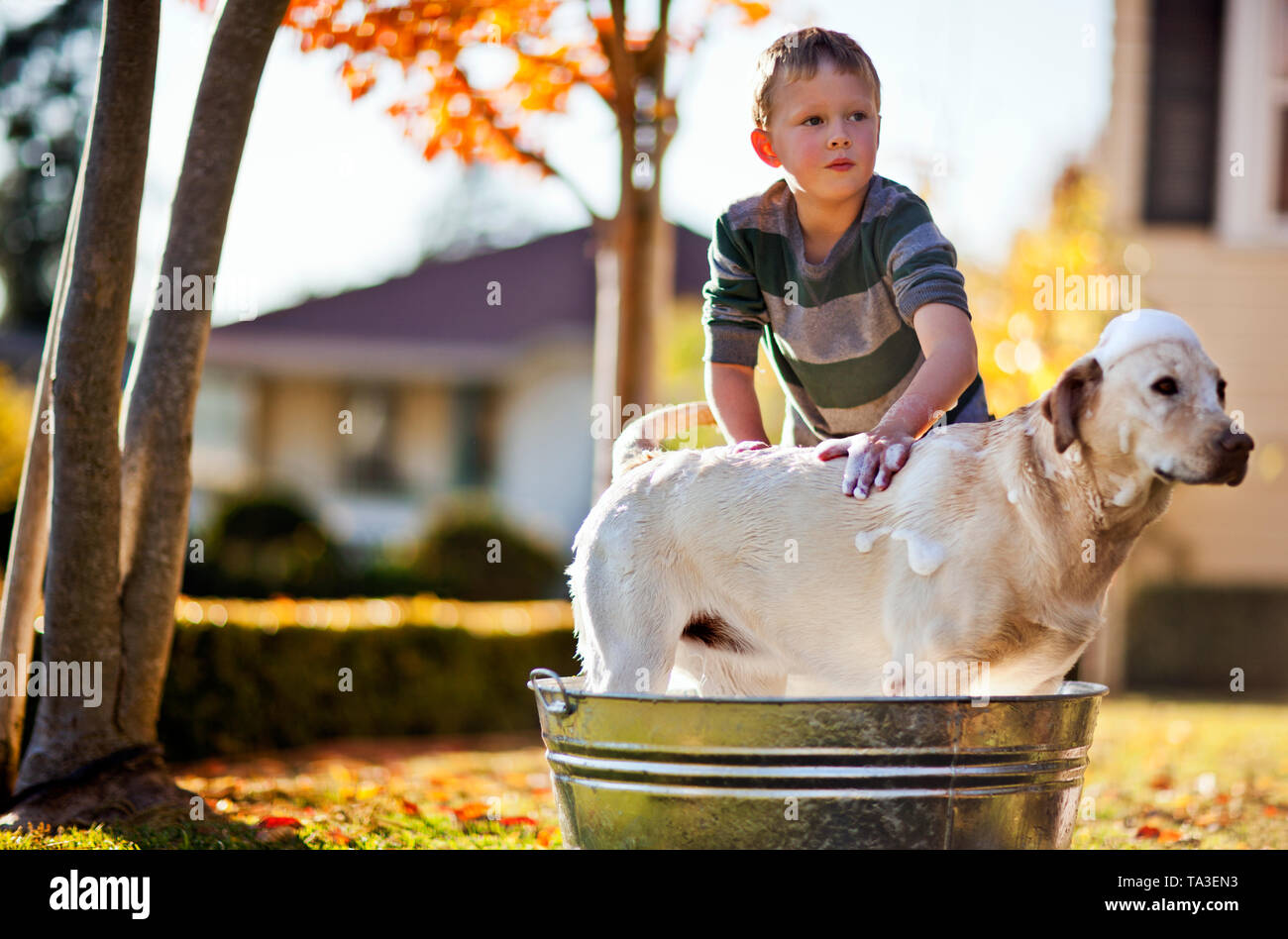 Young boy washing his dog inside a tub in the backyard Stock Photo Alamy