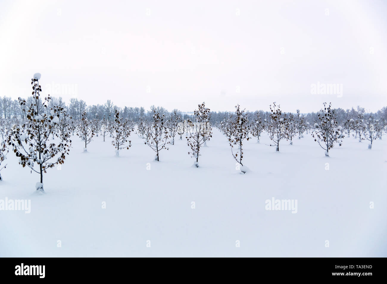 winter apple garden deadpan style with selective focus Stock Photo