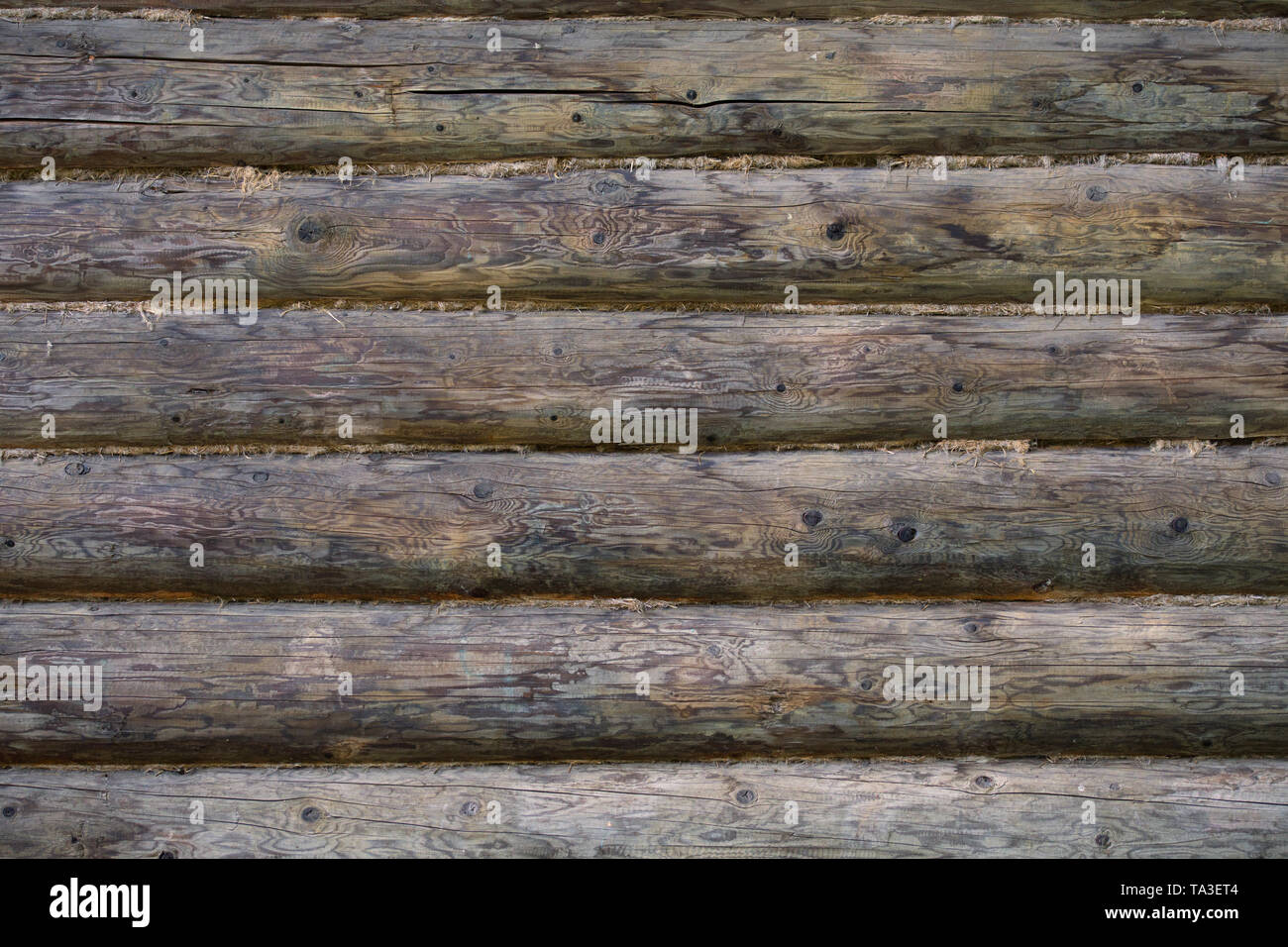 gray round log wall with linen gasket between beams Stock Photo Alamy