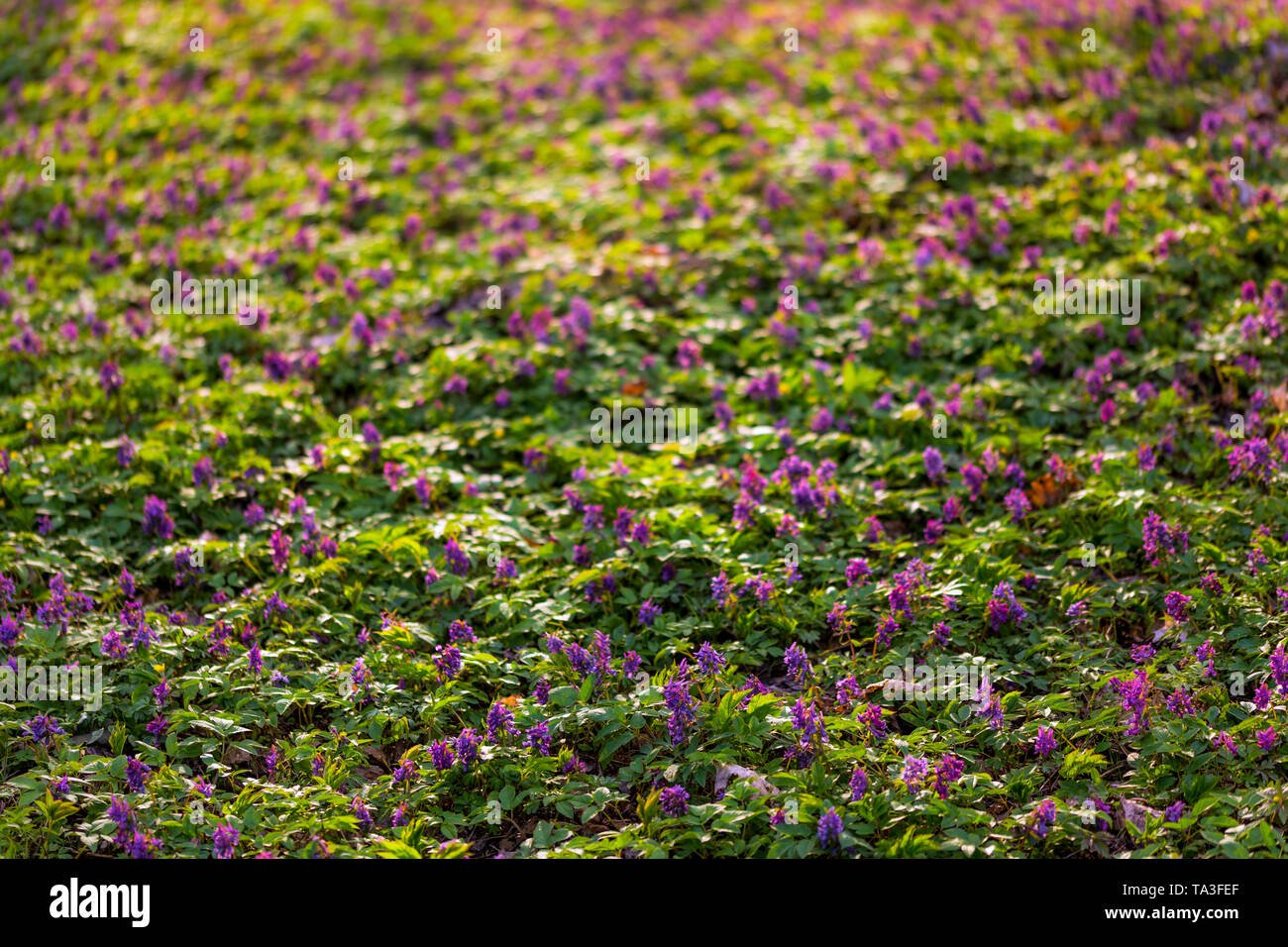 purple wild flowers carpet background Stock Photo - Alamy