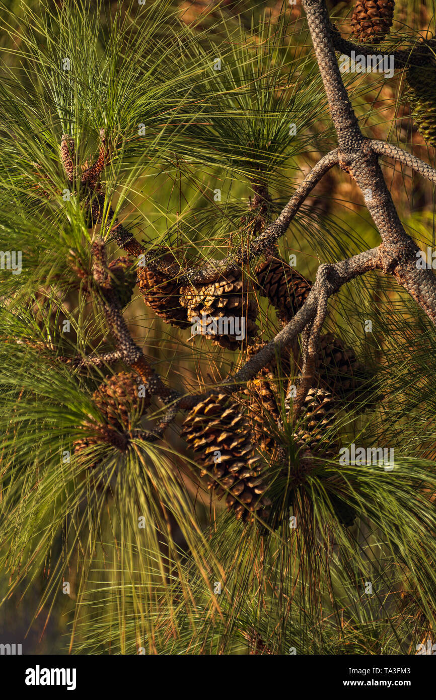 Canary Island pine (pinus canariensis) with cones and long needles Stock Photo