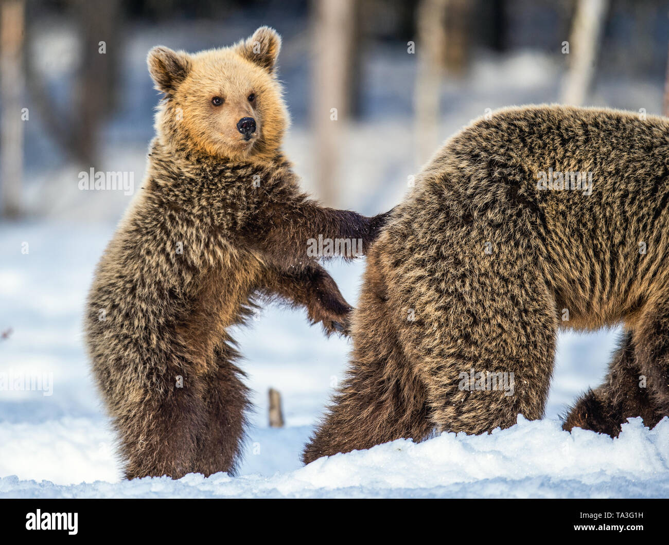 SheBear and Cub on the snow. Bear cub standing on his hind legs. Brown