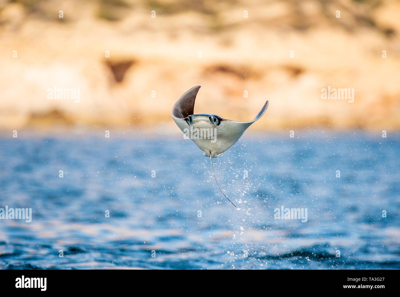 Mobula ray jumping out of the water. Front view. Mobula munkiana, known as the manta de monk, Munk's devil ray, pygmy devil ray, smoothtail mobula, is Stock Photo