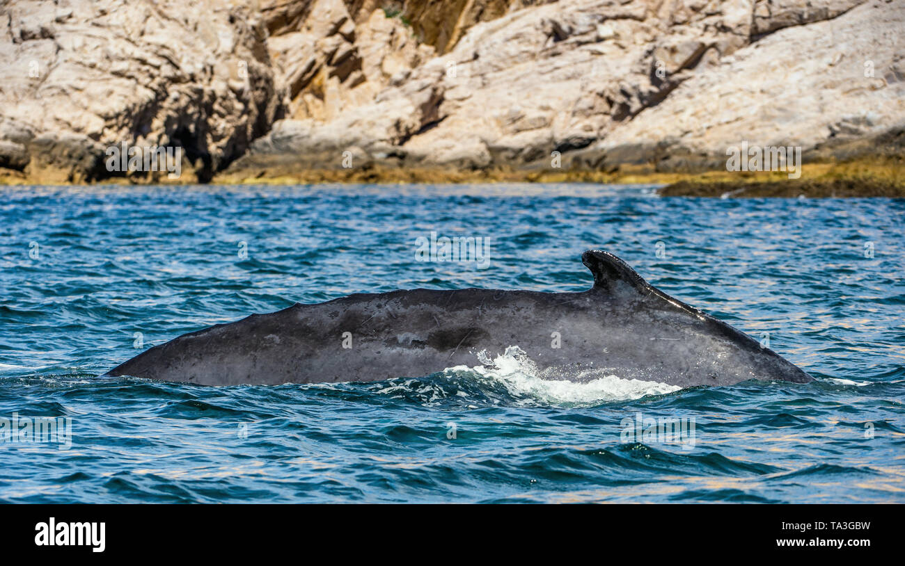 Humpback whale swimming in the Pacific Ocean. Back of the whale on the surface of the ocean. Diving in the deep Stock Photo