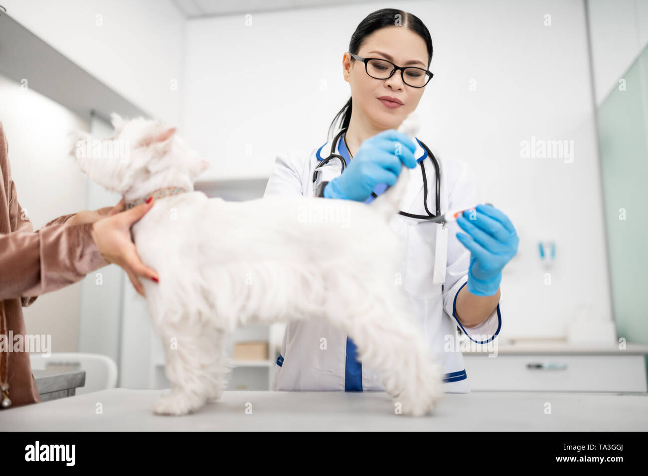 Darkhaired vet wearing white coat examining little dog Stock Photo Alamy