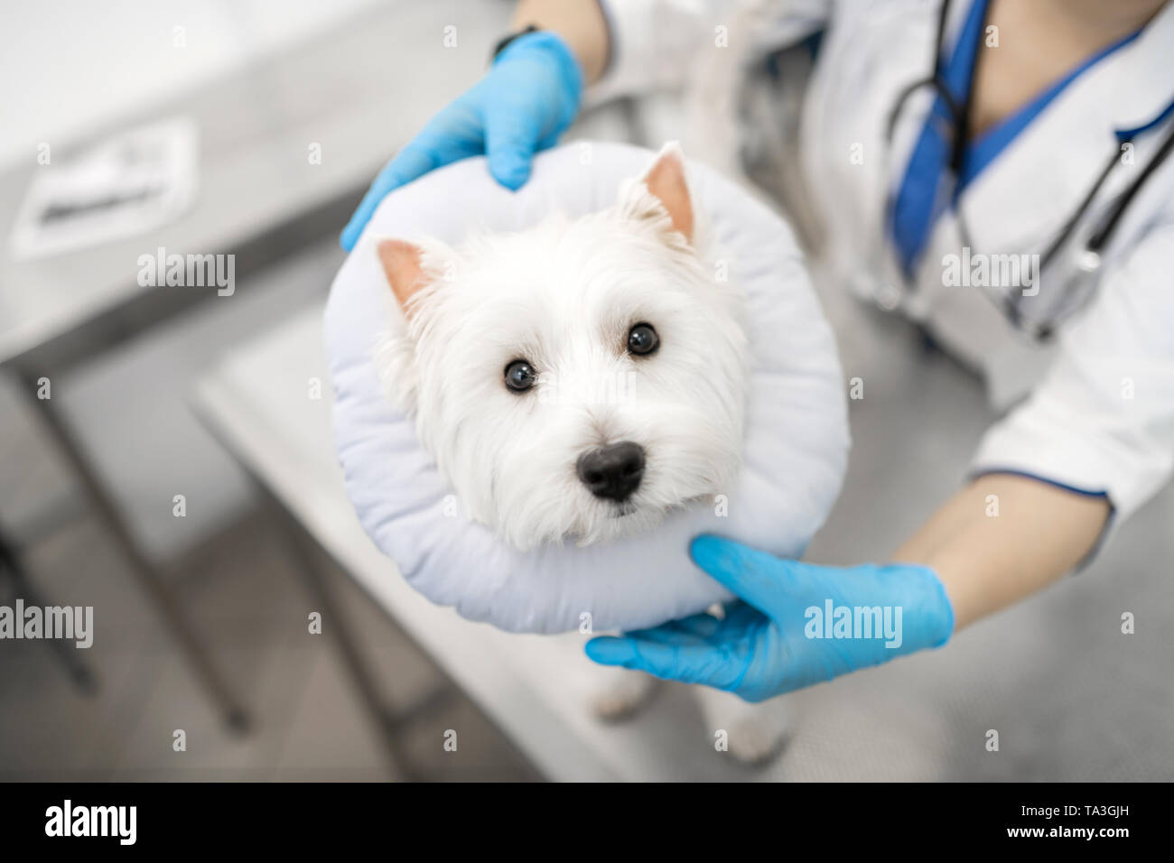 Cute little white dog feeling scared visiting veterinarian Stock Photo ...