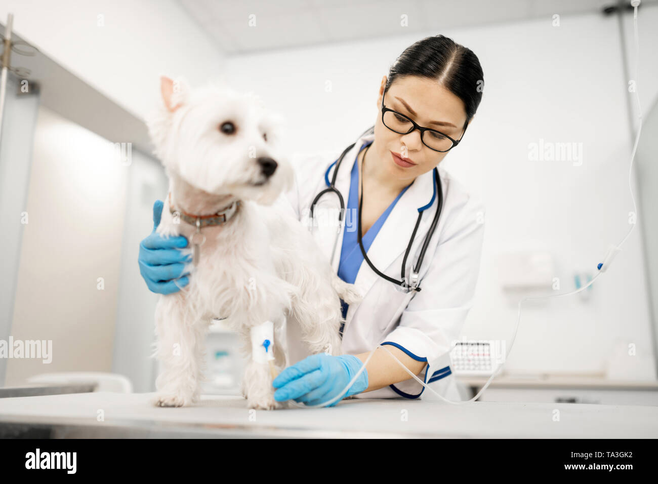 Vet wearing gloves making procedures for white dog Stock Photo Alamy