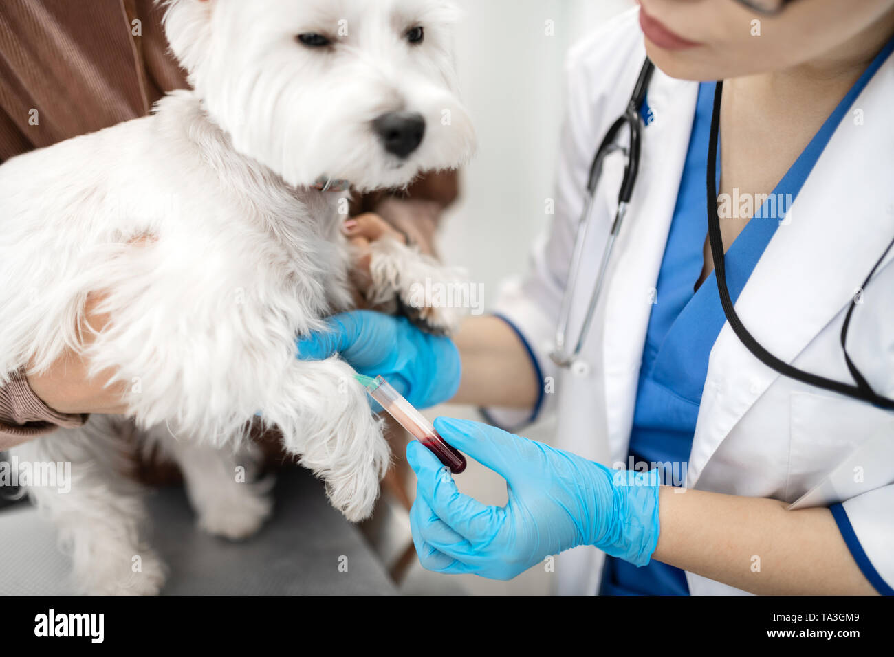 How Do You Get Blood Off A White Dog