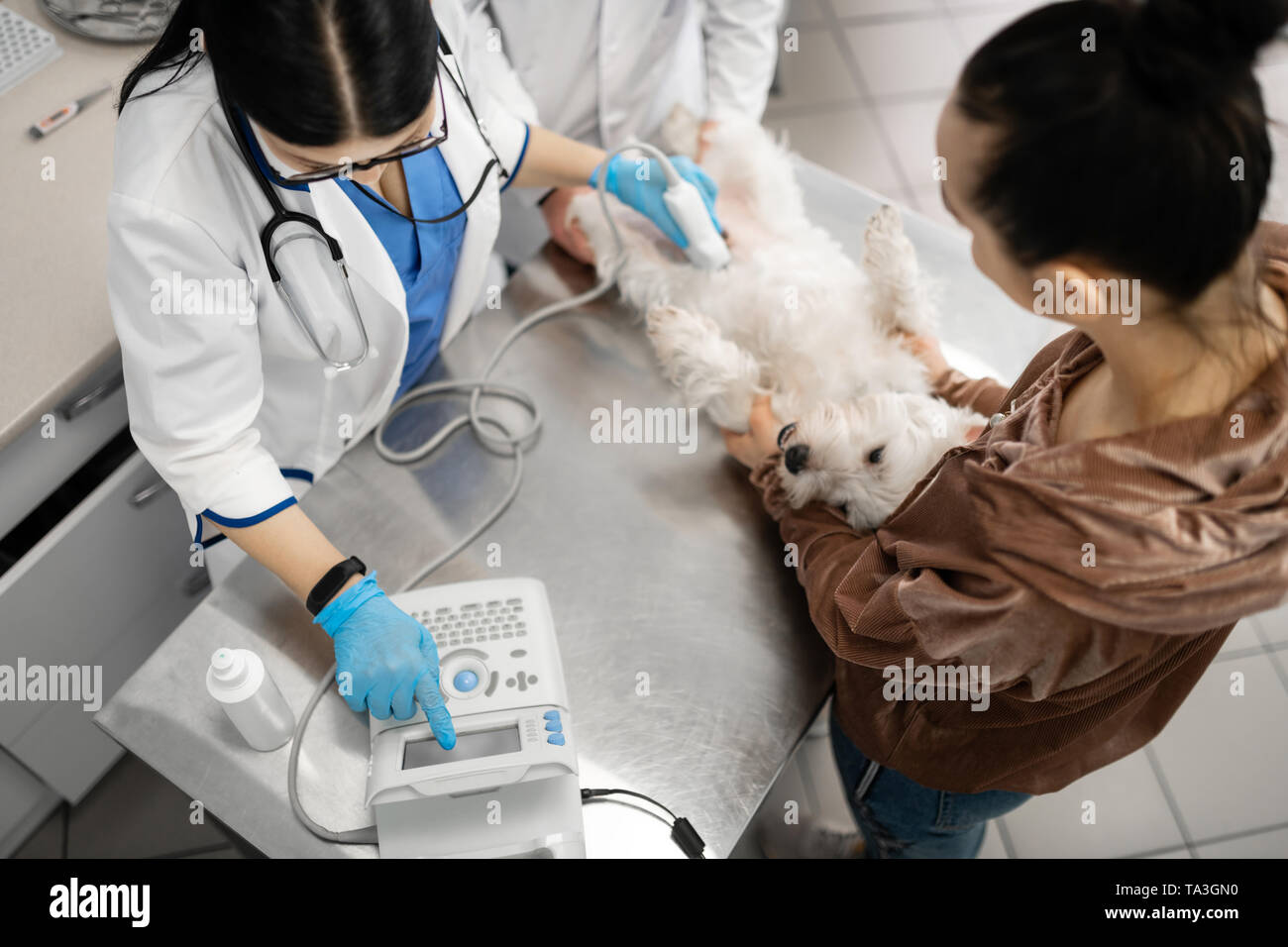 Vets and owner holding dog during x-ray examination Stock Photo