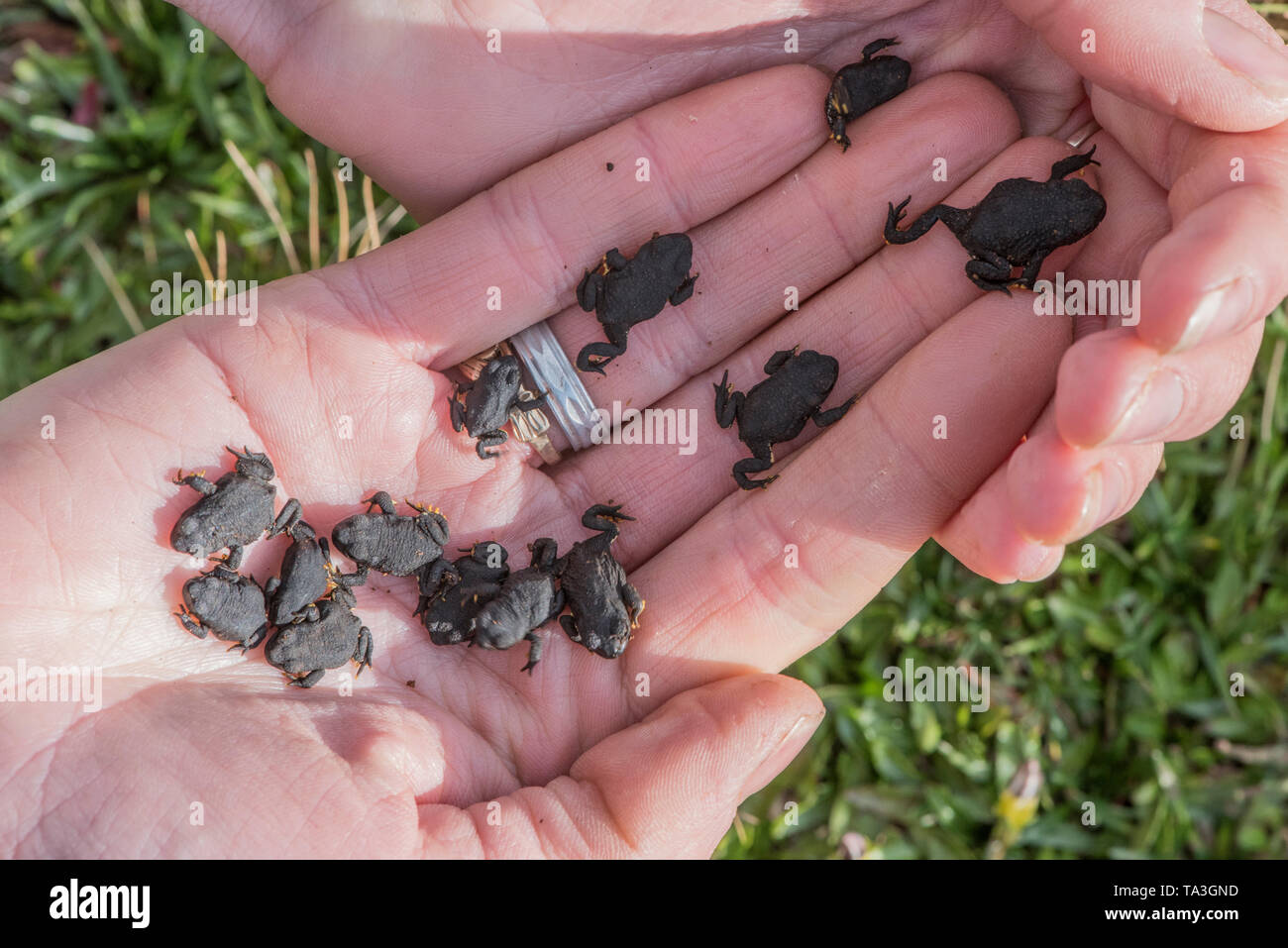 Newly metamorphosed warty toadlets (Rhinella spinulosa) being held in cupped hands. Stock Photo