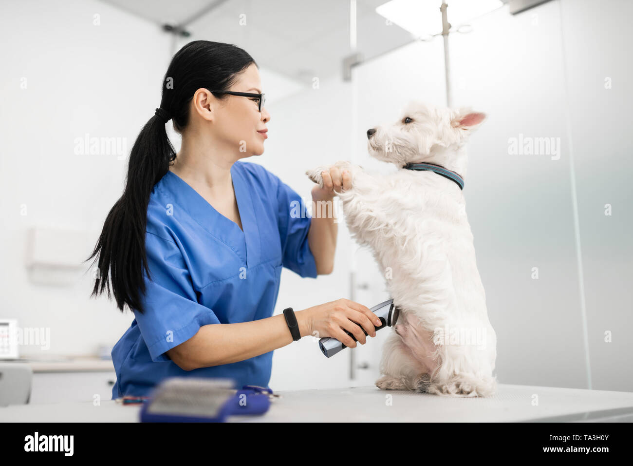 Vet talking and grooming dog using electric shaver Stock Photo Alamy